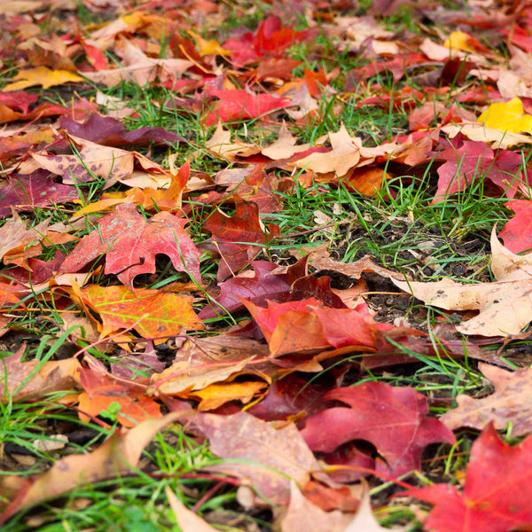 Fresh Fallen Leaves