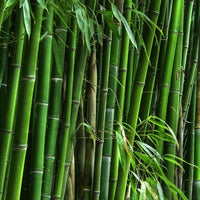 Bamboo