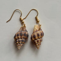 Shell Earrings
