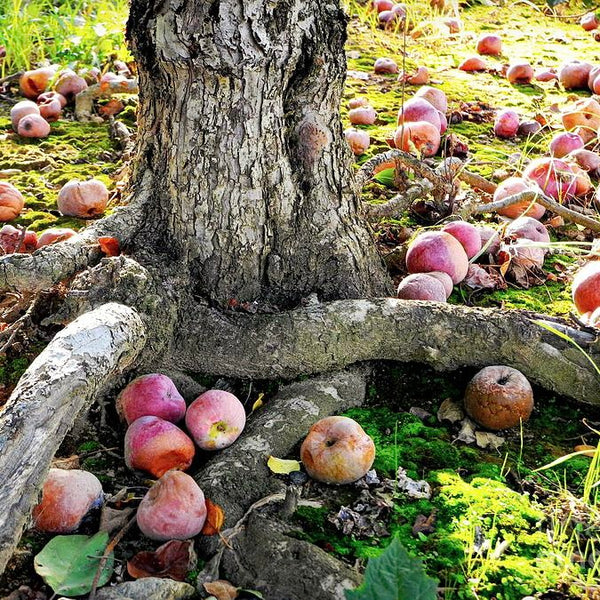 Under the Apple Tree